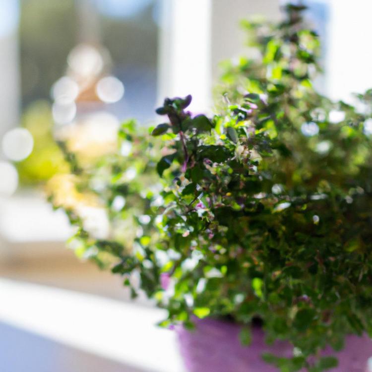 Jak uprawiać majeranek w doniczce?